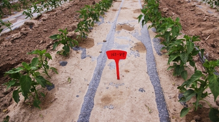 和硕县 科技示范基地推动农业升级，注入乡村振兴新活力